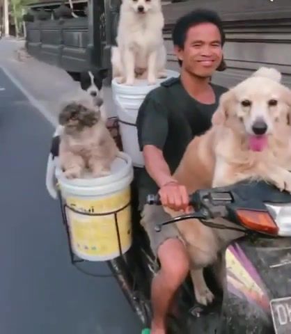 Easy Rider, Animals Pets