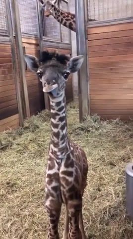 Giraffe, kansas city zoo, little guy, cheeky, giraffe, baby, zoo, animals pets.