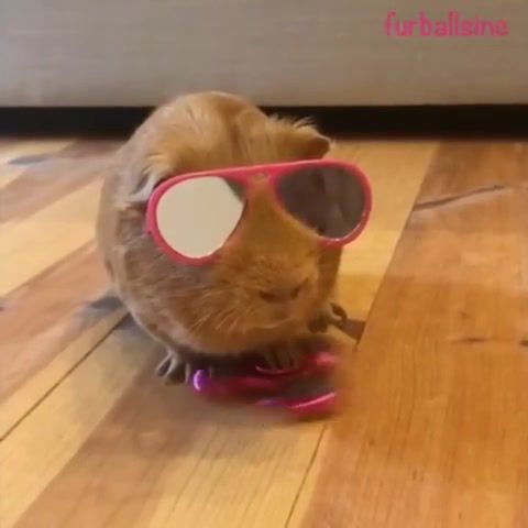 Guinea pig plays with fidget spinner, viral, funny, funny animals, animal, funny and cute animals, guinea pig, fidget spinner, animals pets.