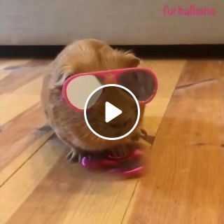 Guinea pig plays with fidget spinner