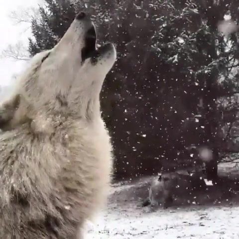Happiness is howling in the snow, wolf, winter, snow, wild life, omg, wtf, wow, animals pets.