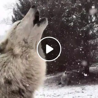 Happiness is howling in the snow