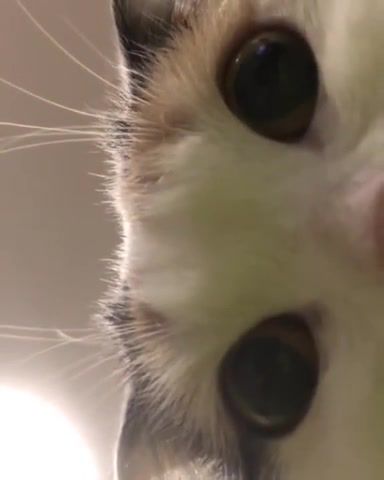 I showed you my toebeans, please respond, cat, animals pets.
