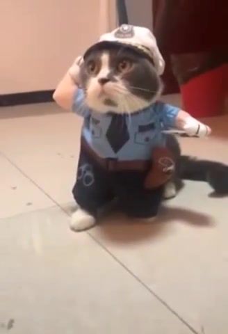 Inspector cat