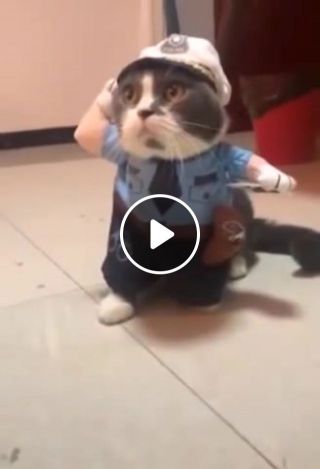 Inspector cat
