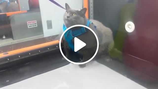 Kitty dream, drole, fail, compilation, best, humour, fun, wtf, insolite, fails of the month, fails of the week, fails, best cube, best cube compilation, animals pets. #0