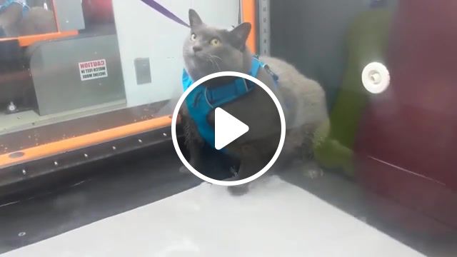 Kitty dream, drole, fail, compilation, best, humour, fun, wtf, insolite, fails of the month, fails of the week, fails, best cube, best cube compilation, animals pets. #1