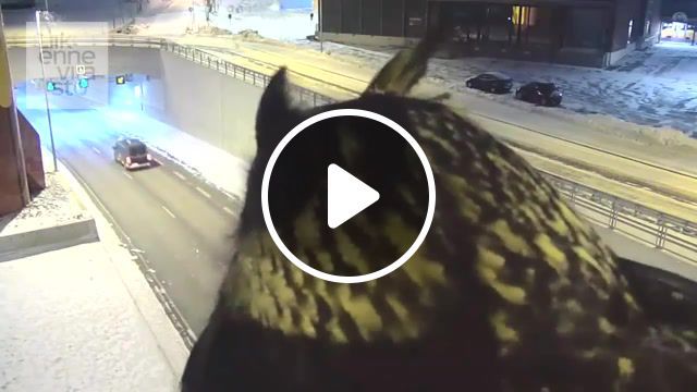 Owl on traffic camera bane, traffic, camera, traffic management, owl, bane, batman, animals pets. #0