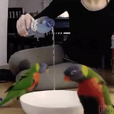 Parrots Like Sabaton - Video & GIFs | circle,sabaton,funny,cute,bird,ww2,memes,rounds,music,midway,perfect loop,water,around and around,parrots,animals,pets,birds,animals pets