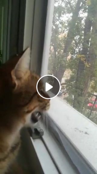 Predator sound cat