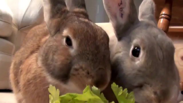 Rabbit chewing sounds, bunny, rabbit, rabbit island, baby rabbit, kawaii, mofumofu, okunojima, rabbit animal, fuzzy, furry, thumper, cottontail, pets, conejo, beb'e conejo, lagomorph, pet website category, babybunny, baby rabbits, bunnies, adorable, playing, cute, animals pets.