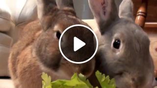 Rabbit Chewing Sounds