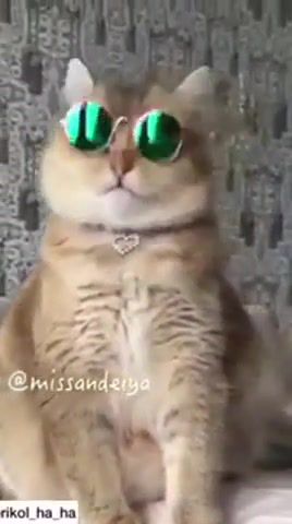 Scats, cat, shahmen, mark, top, hot, funny, music, best, cool, 14, rich, film, sss, animals pets.
