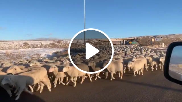 Sheep's eternity traffic, sheep, sheeps, hard traffic, voland, animals pets. #1