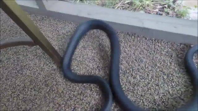 Snakes talking to each other - Video & GIFs | animals,attack,deadly,poison,venomous,snake,trump,donald trump,animals pets