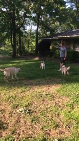 Surprise motherer, surprise motherer, dog, dog walk, frisbee, game, animals pets.