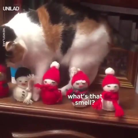 The cat hates Christmas. Just like me