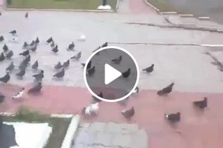 The Lord of Pigeons