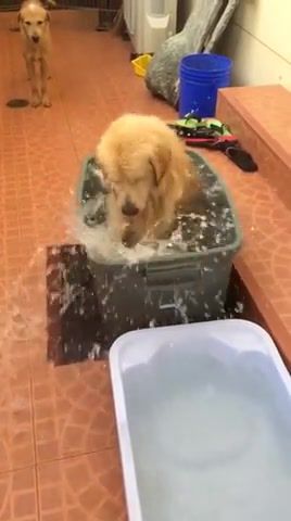 The struggle is real, splash, bath, water, adorable, aww, cute, dog, animals pets.