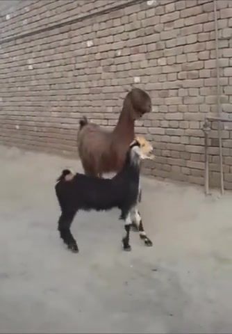 These goats are feeling funky, Animals Pets