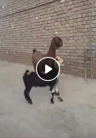 These goats are feeling funky