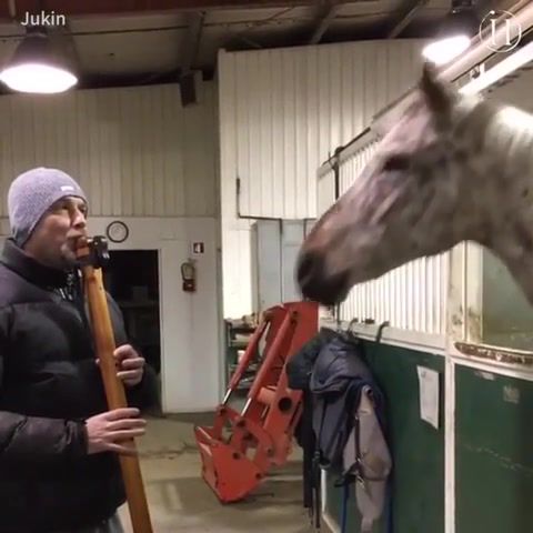 This horse feels the beat, Horse, Trumpet, Animals, Freaks, Animals Pets
