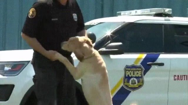 When the cop has nothing to do, animals pets.