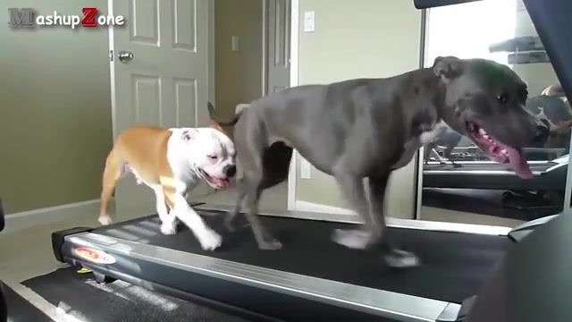 Work out, muthafukka - Video & GIFs | popular,bestpopular,work,try not to laugh,funny dogs,funny animals,pets,animals,animal,compilation,best,funniest,pet,clips,hilarious,funny dog fails,funny dog vines,funny puppies,funny puppy,funny dog,cute,puppies,puppy,dogs,dog,funny,animals pets
