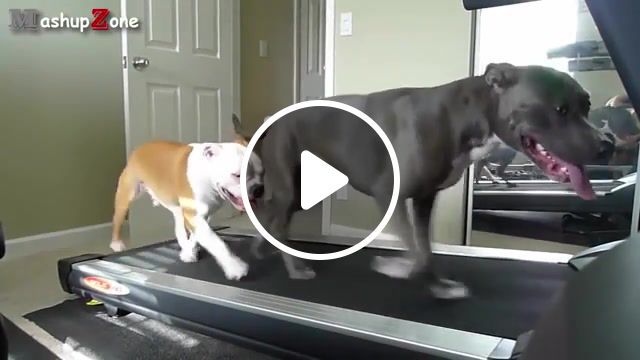 Work out, muthafukka, popular, bestpopular, work, try not to laugh, funny dogs, funny animals, pets, animals, animal, compilation, best, funniest, pet, clips, hilarious, funny dog fails, funny dog vines, funny puppies, funny puppy, funny dog, cute, puppies, puppy, dogs, dog, funny, animals pets. #0