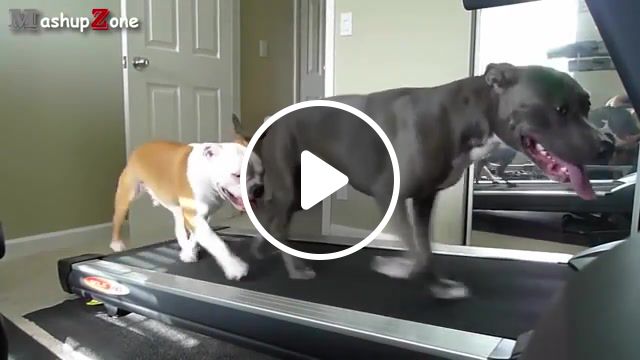 Work out, muthafukka, popular, bestpopular, work, try not to laugh, funny dogs, funny animals, pets, animals, animal, compilation, best, funniest, pet, clips, hilarious, funny dog fails, funny dog vines, funny puppies, funny puppy, funny dog, cute, puppies, puppy, dogs, dog, funny, animals pets. #1