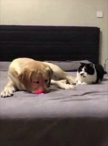 Cat vs dog, animals, pets, red dot, cats, dogs, animals pets.