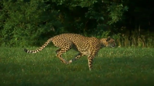 Cheetah, top animal, top hd, cheetah, slow motion, deceleration, wildlife, predator, cat, animal, africa, by carevna vatrushka, animals pets.