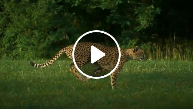 Cheetah, top animal, top hd, cheetah, slow motion, deceleration, wildlife, predator, cat, animal, africa, by carevna vatrushka, animals pets. #0