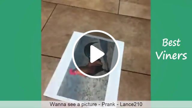 Chicken motherf, vine, vines, vine compilation, best vines, funny vines, try not to laugh, prank, pranks, prank vines, try not to laugh challenge, try not to laugh or grin, try not to laugh prank, animals pets. #0