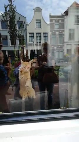 Cleaning cat - Video & GIFs | cat,window,dance,animals pets