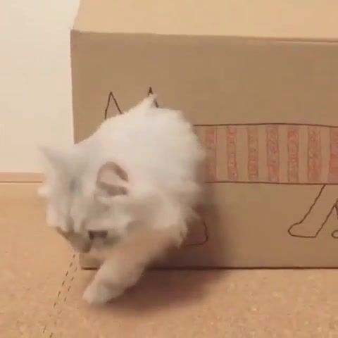 Cute box cat, box, cat, just life, cute box cat, animals pets.