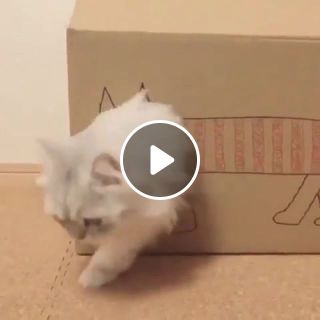 Cute box cat