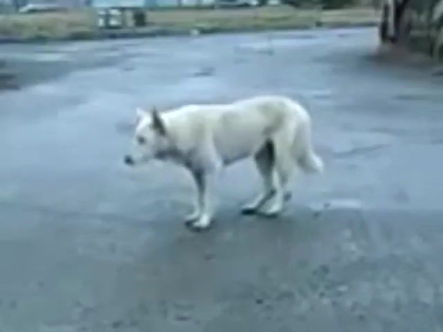 DOG EXTREME FUNK DANCE