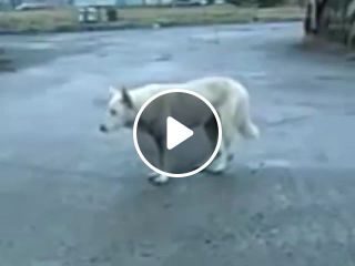Dog extreme funk dance
