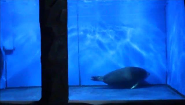Free drift of Baikal seal, Animals Pets
