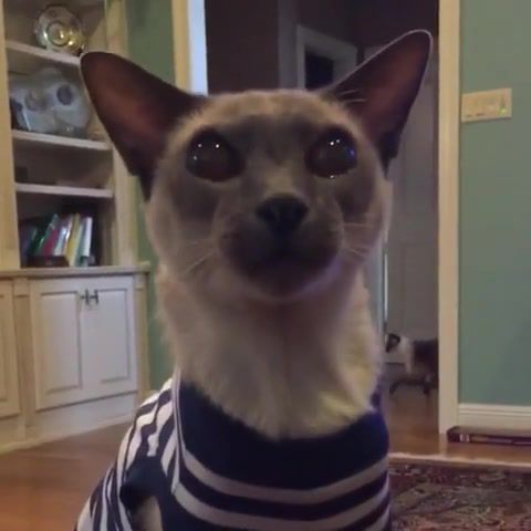 Henry likes his new outfit. Cat cute vine pets catchannel meow kitty newthreads happycat