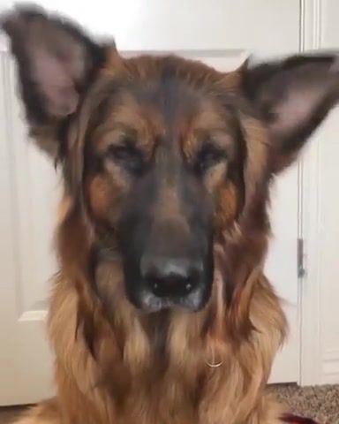 How does he do this, dog, ears, how does he do this, song, animals pets.