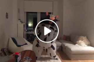 I KEPT MY COW SUIT FOR A REASON. Cow CamrenBicondova