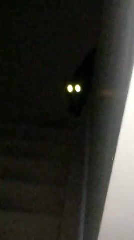 My Demon Cat. Demon Cat. Cat. Lol. Scary. Spooky. The Beast. Fourleaf. Hilarious. Funny. Animals. Animals Pets.