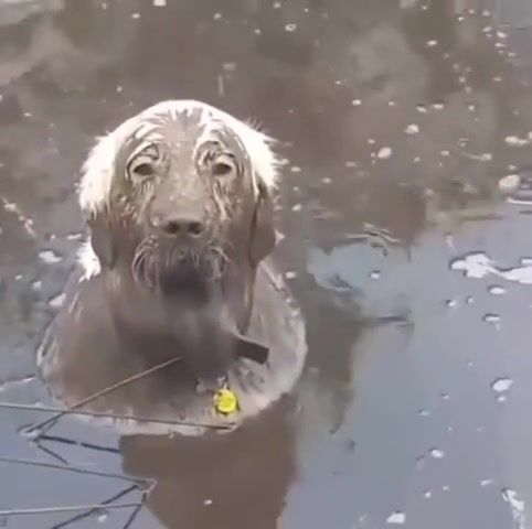 Oh. Dog. Oh No. Mud. Funny. Lol. Animals Pets.
