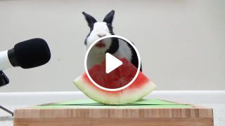 Rabbit eating watermelon