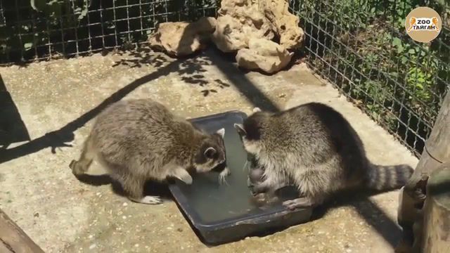 Racoons washing their baby, racoons, animals pets.