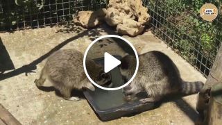Racoons washing their baby