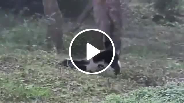 Striptease 18, funny, g6, like, movement, east, far, fail, dance, panda, animals pets. #0