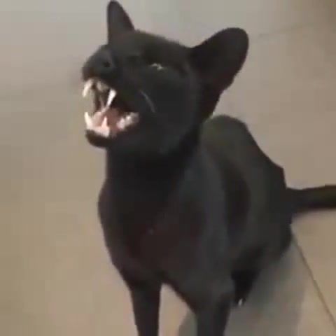 The cat with the biggest fangs, cat, cats, kitty, animals pets.
